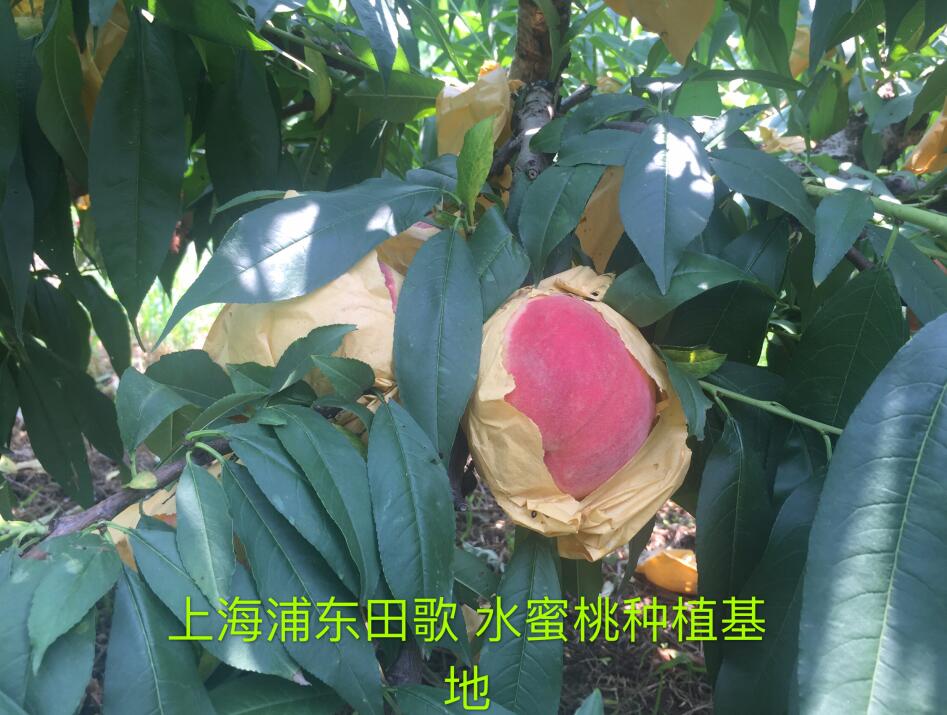 Ϻ֖|ˮ̼ЙC(j)ʷNֲ